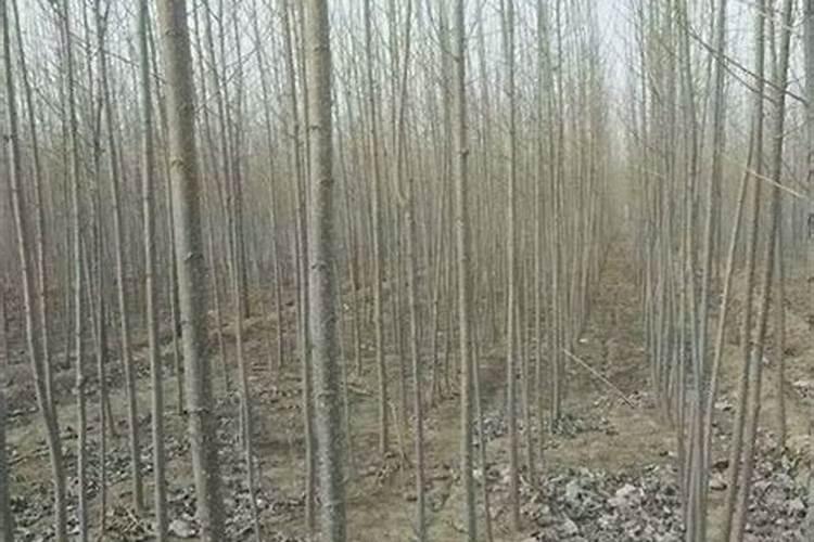 玉米专用肥给杨树苗追肥可以吗？