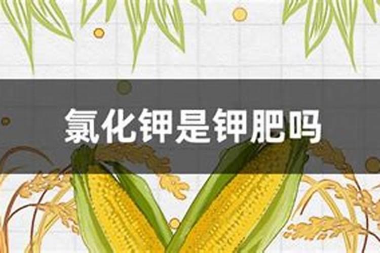 茶叶含钾浇花可以吗茶叶含钾浇花是否可以