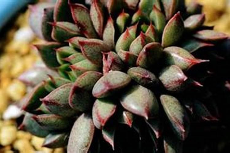 关于腐植酸肥料的一些小知识(1)