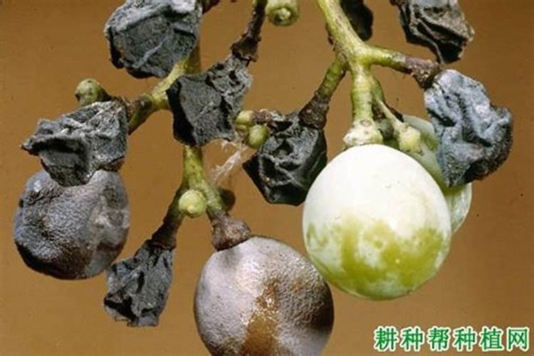 别再乱施肥了!腐植酸类肥料的作用和用法都在这里,赶紧安排上!百度...