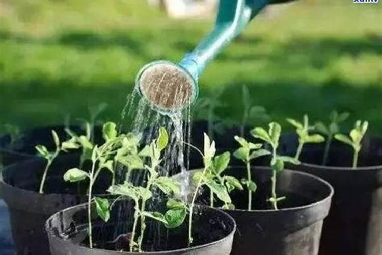 化肥水可以直接浇花吗 怎么使用正确