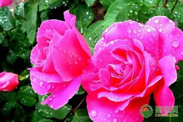 月季花施什么肥料好