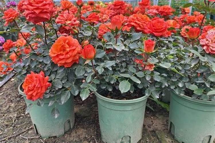 月季花施什么肥好