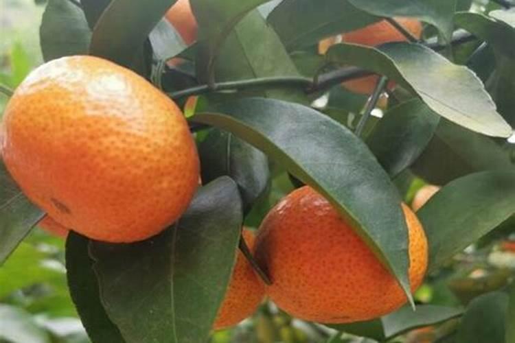 夏天茶花养护需要注意哪些问题