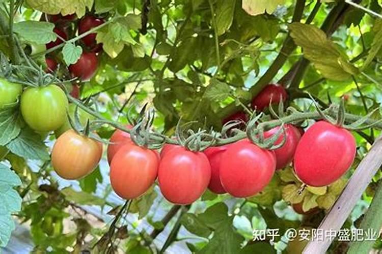 骨粉适合什么蔬菜当肥料