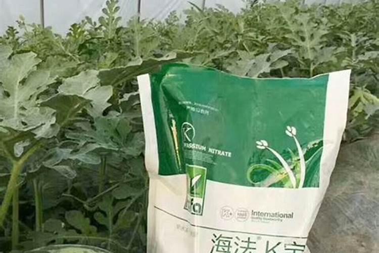 大蒜怎么种颗粒才大大蒜如何种颗粒才大