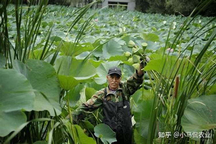 田可以种藕吗