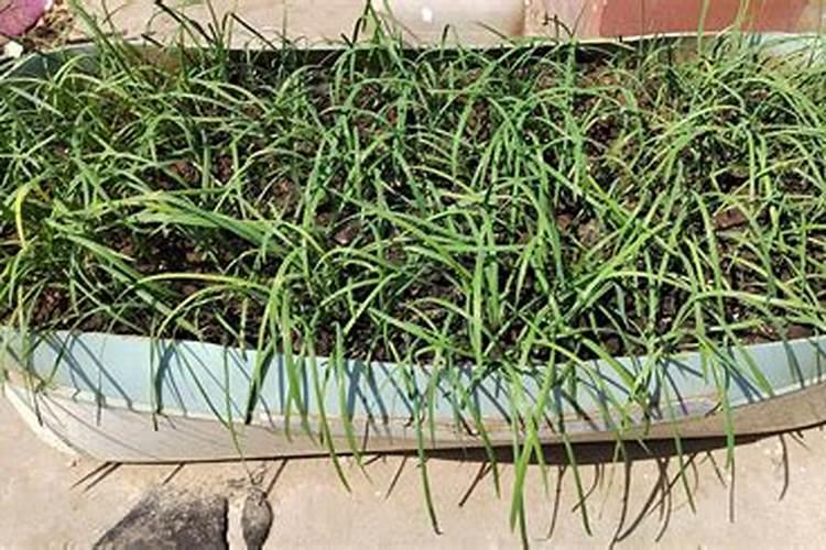 种植水稻最忌讳什么肥