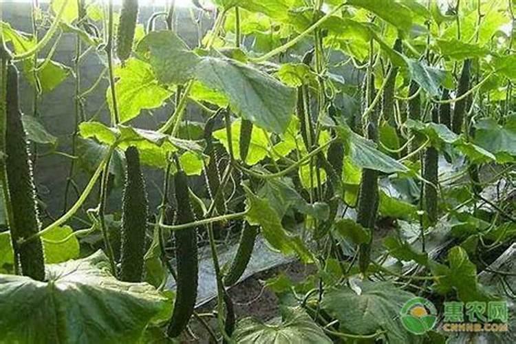 西瓜苗用什么叶面肥会比较不错