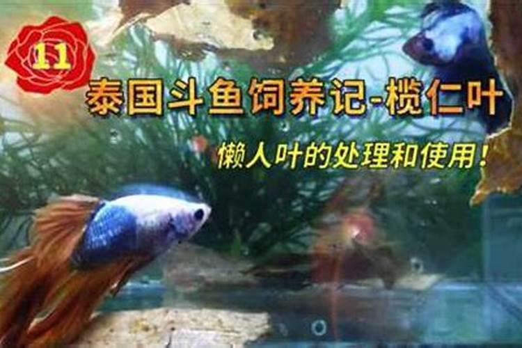 鱼缸降酸最有效办法