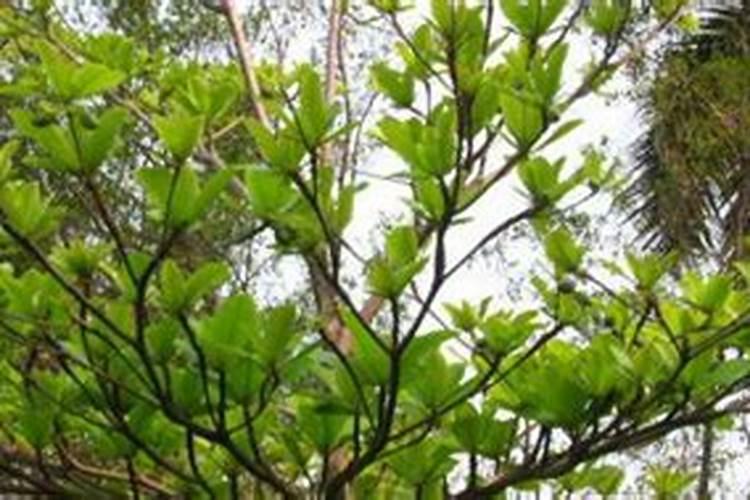 斗鱼榄仁叶多久换一次比较好
