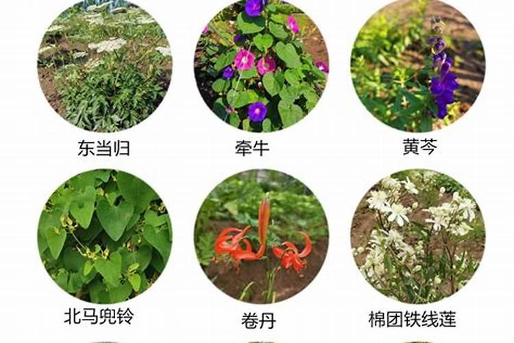 根茎类追使什么肥料好