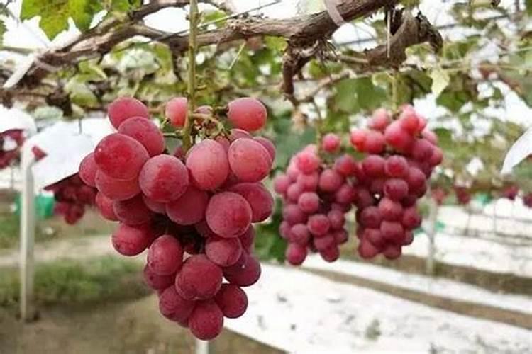 化肥含硫多少是什么意思