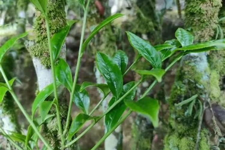 茶叶能施叶面肥吗？