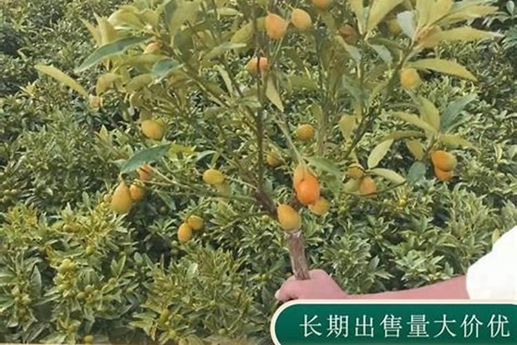 橘子用什么肥料最好最旺