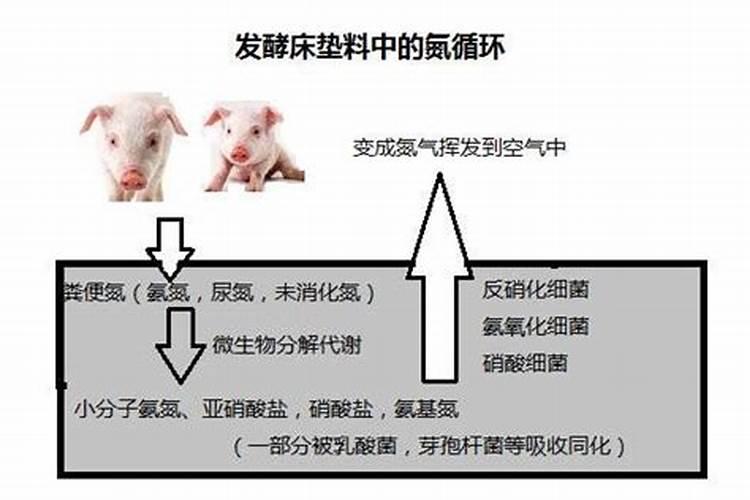 用于草腐菌栽培的粪肥有哪些？