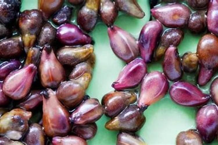 树葡萄籽怎么种 树葡萄籽的种植方法