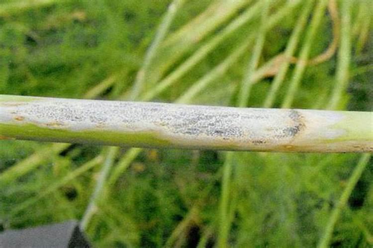 芦笋要留几条茎才收割
