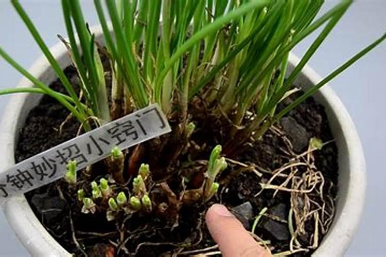 黑果花楸二年苗价格多少钱一棵？黑果花楸种植的最佳时间介绍