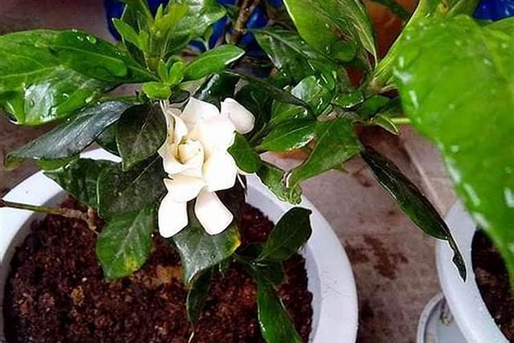 栀子花打苞能施肥吗