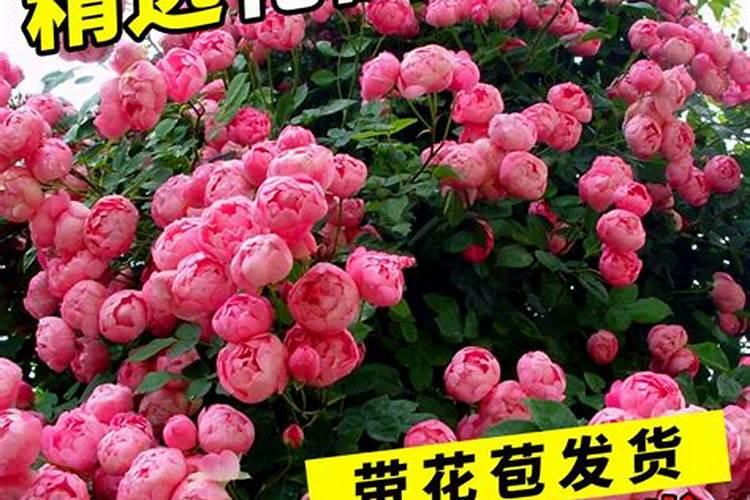 光照严重不足的条件下,怎么样种好藤本月季？