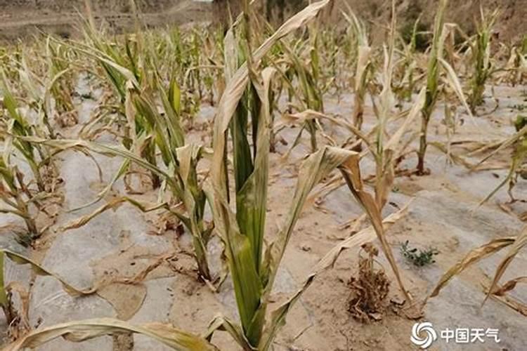李子树在高温干旱季节,该怎么浇水和施肥？