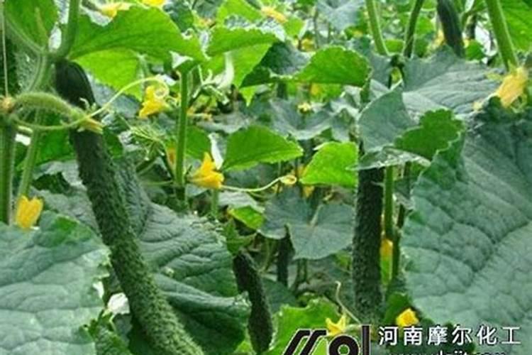 怎样给花生喷施叶面肥？ 嘧霉胺针对黄瓜、番茄灰霉病的使用方法及注意事...