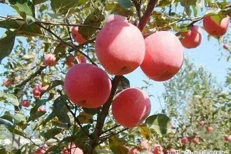 苹果树施肥有什么方法
