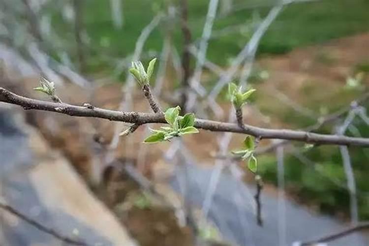苹果树施什么复合肥最好