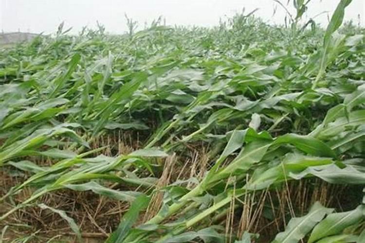 西瓜膨果期用什么肥料
