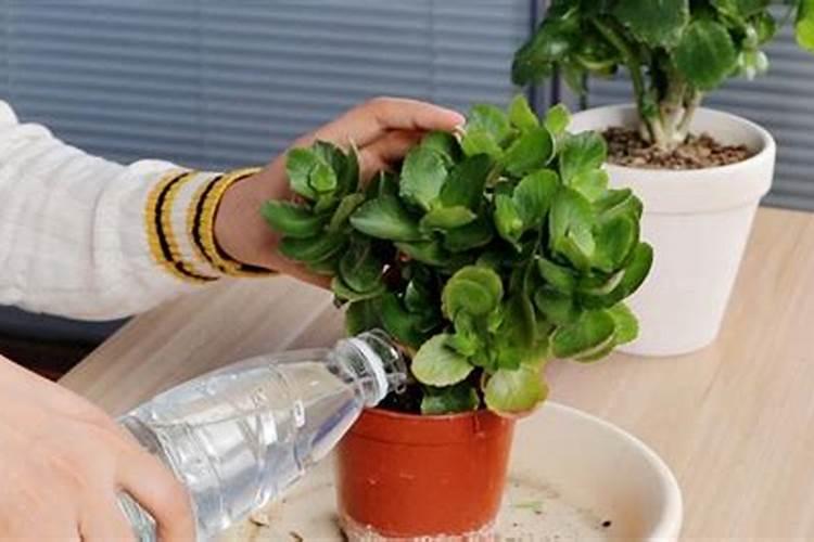 长寿花用营养液还是用农家肥养好？