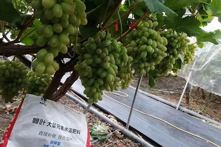 钾肥的作用是什么 钾肥有哪些种类