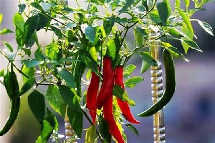 辣椒开花结果期用什么肥料好