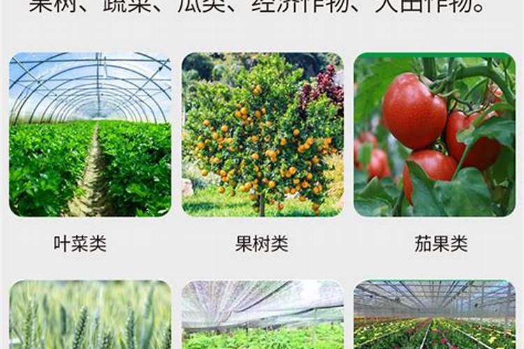 明日见柑橘苗哪里有