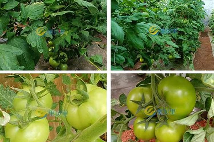 玉米什么时候打药防虫最好