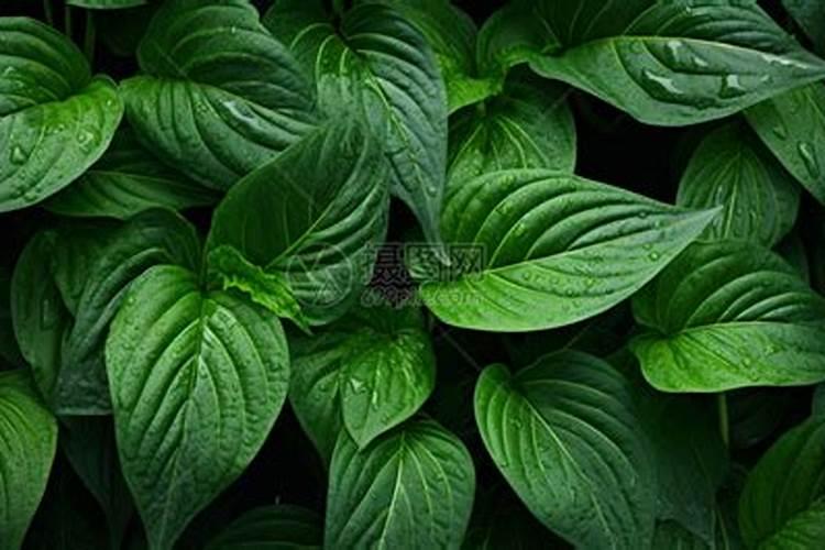 海棠花施什么肥最好
