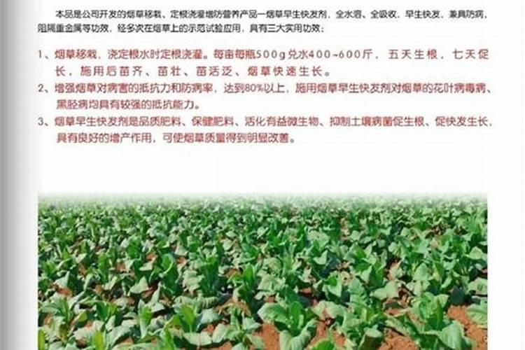 烟草打什么药好