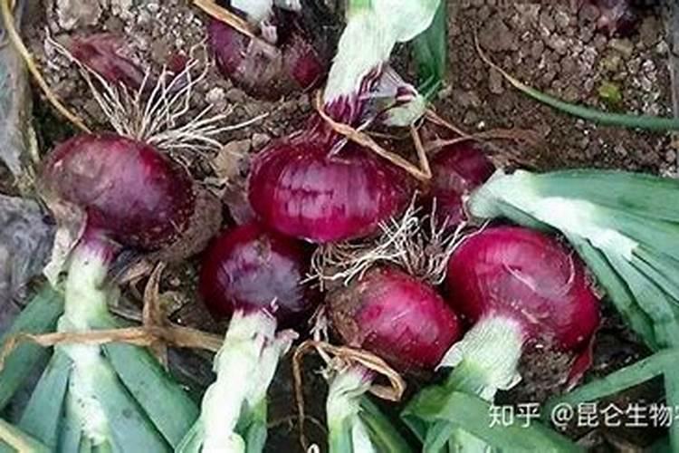 大棚樱桃树啥时候喂钙肥？