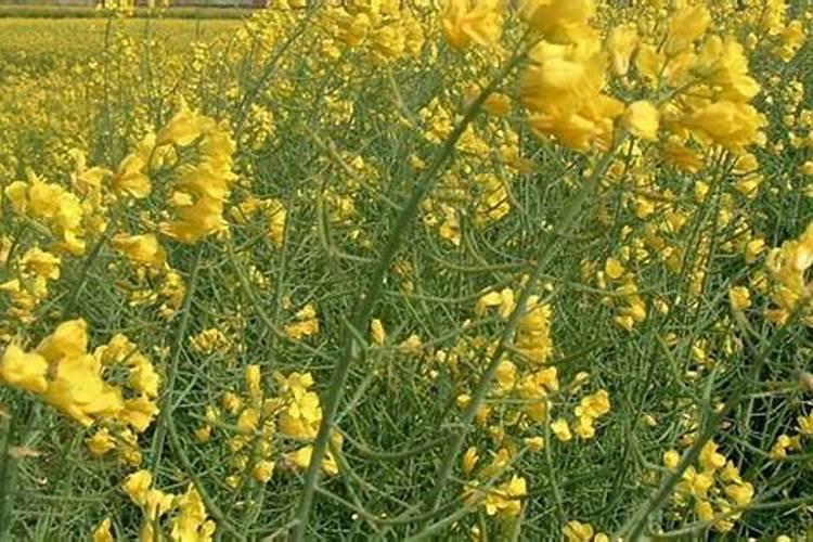 油菜开花期能打硼肥吗
