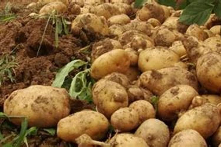土豆开花后施什么肥料