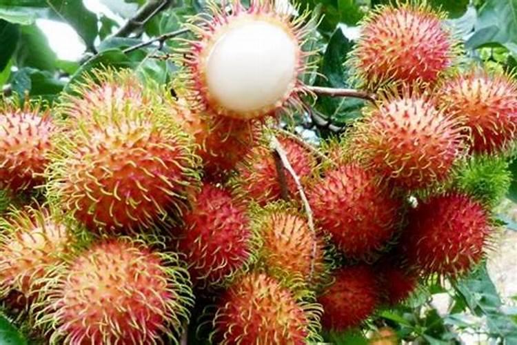 芍药喜欢什么肥料
