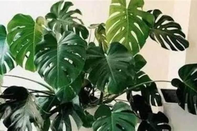 辣椒施肥过多怎么处理 辣椒施肥过多的症状