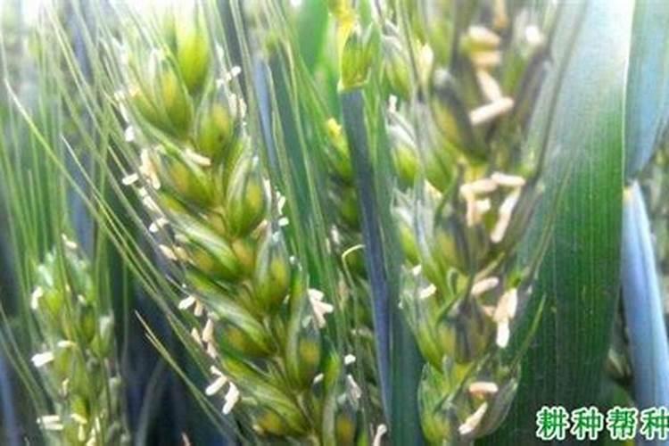 小麦扬花期能喷施磷酸二氢钾吗？