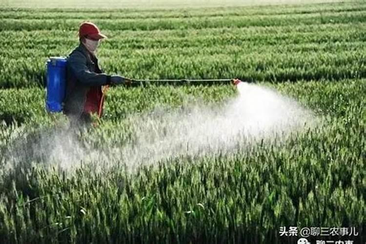 小麦在什么期间可打叶面肥？