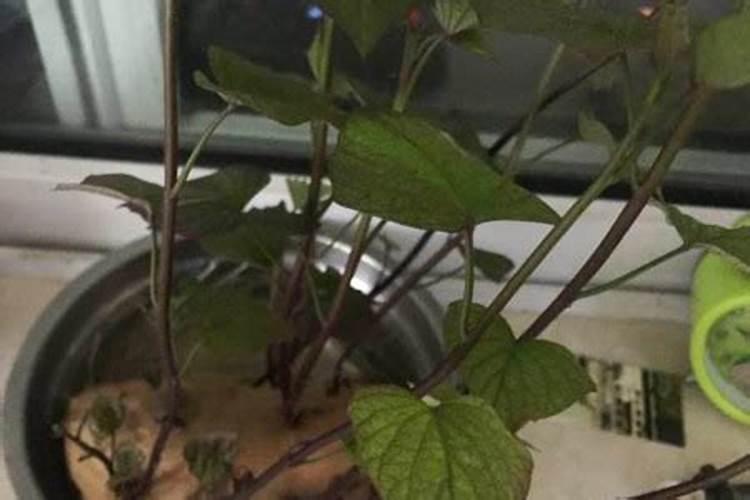 请问种红薯施什么肥料比较好？