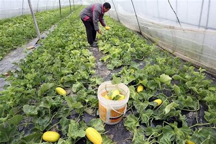 自家种蔬菜一般用什么肥料