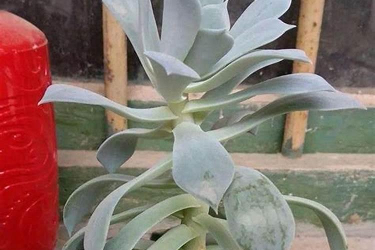 这几种多肉植物刚养殖和长大后的变化很大