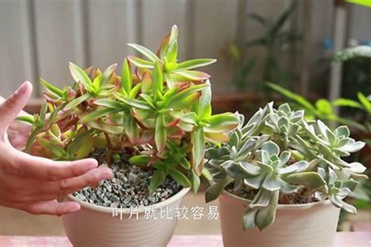 求问植物叶子耷拉,现在应该怎么办？