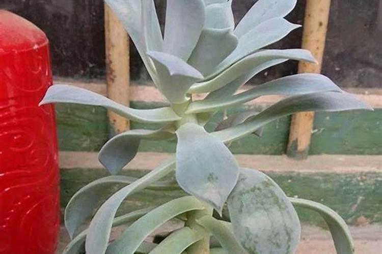 你在阳台养过哪些好看的花？