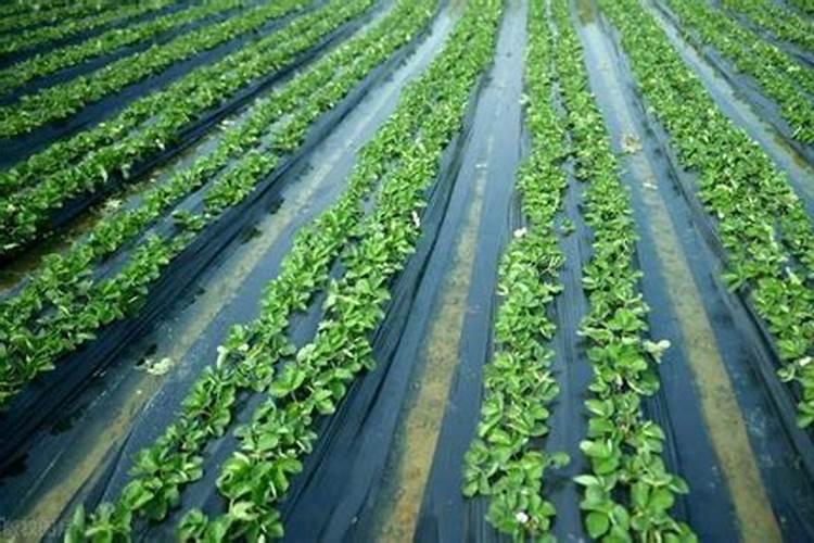 出口蔬菜用什么样的肥料追肥好？